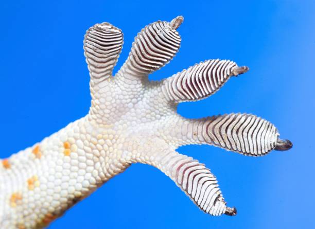 istock Gecko's sticky foot - blue background. 1487224582