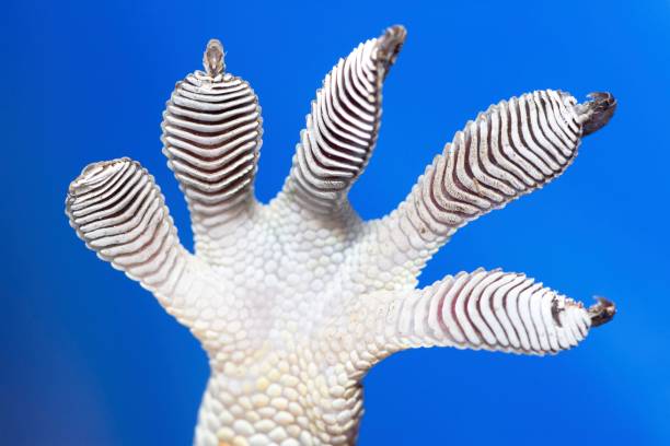 istock Gecko's sticky foot - blue background. 1487224584