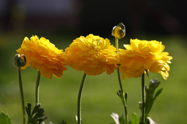 garden flowers ranunculus buttercups for decoration
