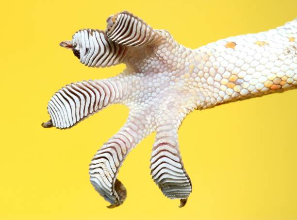 lepka stopa gecko - żółte tło. - gekkonidae zdjęcia i obrazy z banku zdjęć