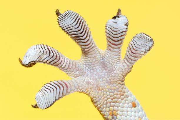 istock Gecko's sticky foot - yellow background. 1487224687