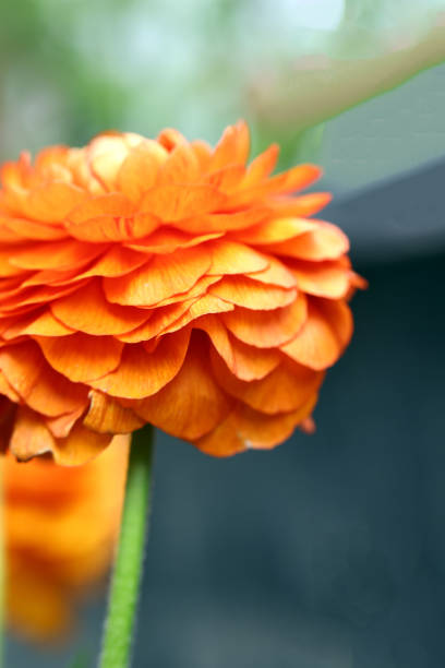 istock garden flowers ranunculus buttercups for decoration 1487224748