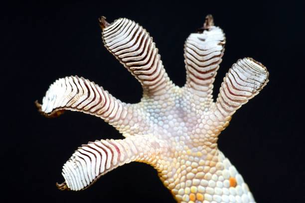 istock Gecko's sticky foot - black background. 1487224764