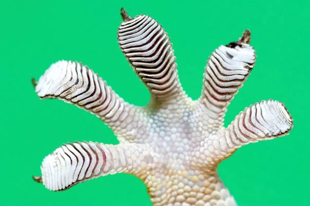 istock Gecko's sticky foot - green background. 1487225446