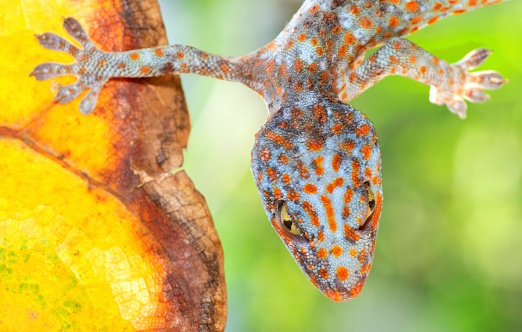 Gecko's sticky foot hanging from leaf - animal behavior.