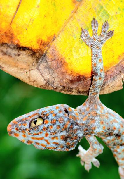 Gecko's sticky foot hanging from leaf - animal behavior.