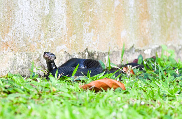 Black cobra A black cobra about 2 meters long seen at nature park near the houses nearby bushes. forest cobra stock pictures, royalty-free photos & images