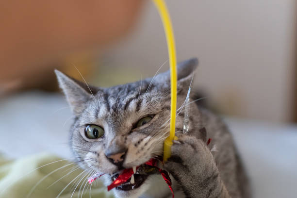 istock A cat playing with a cat toy Sabatora cat 1487226903