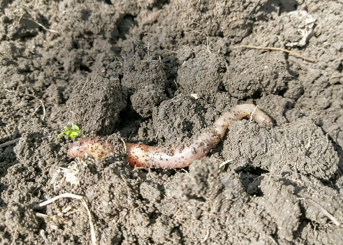 Earthworm in the ground. An earthworm crawls on the ground. Useful insects in the garden.