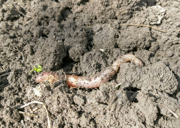Earthworm in the ground. Useful insects in the garden. An earthworm crawls on the ground. Earthworm in the ground. An earthworm crawls on the ground. Useful insects in the garden. eisenia fetida stock pictures, royalty-free photos & images