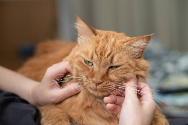 istock I like cats Brown tabby cat 1487227582