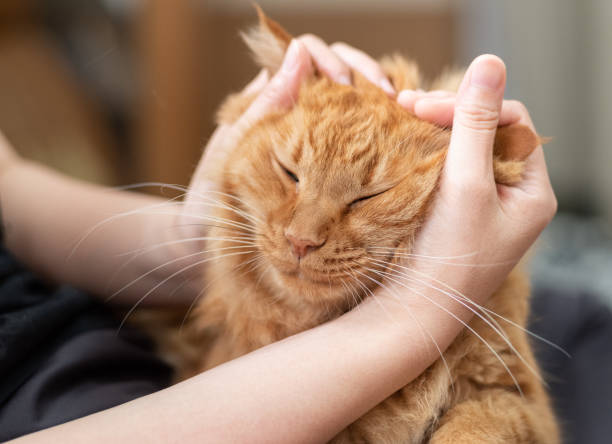 istock I like cats Brown tabby cat 1487227588