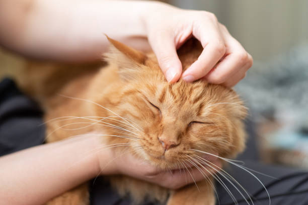 istock I like cats Brown tabby cat 1487227592