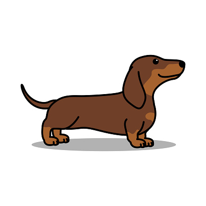 Cute dachshund dog chocolate and tan cartoon, vector illustration