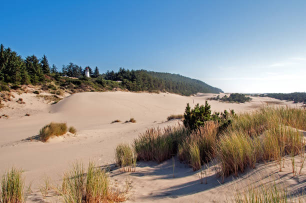 Sand scapes in the Oregon Dunes National Recreation area