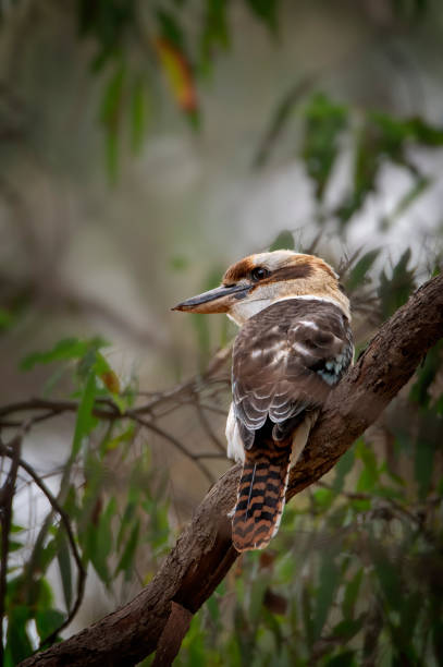 Kookaburra (Dacelo novaeguineae) stock photo