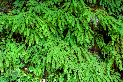 A patch of ferns in the Casacdes during the Autumn, at Silver Falls State Park in Oregon, USA.