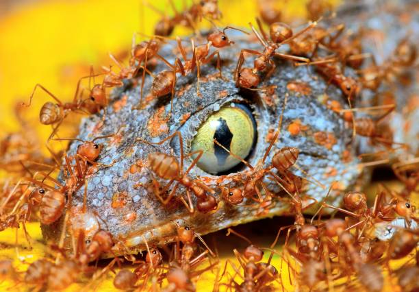 istock Ants eating Gecko - animal behavior. 1487230230