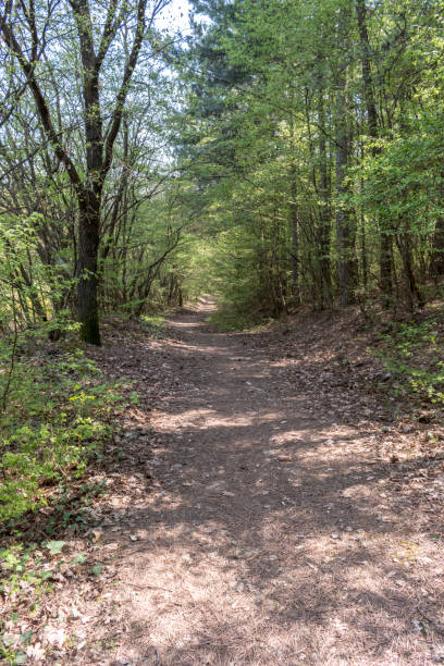 istock A small path in the park between the tall trees. 1487230328