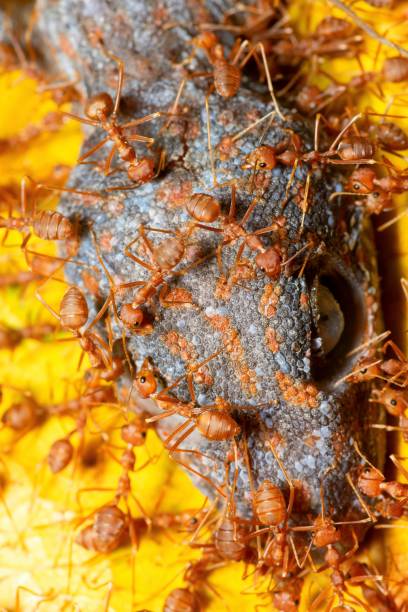 istock Ants eating Gecko - animal behavior. 1487231113