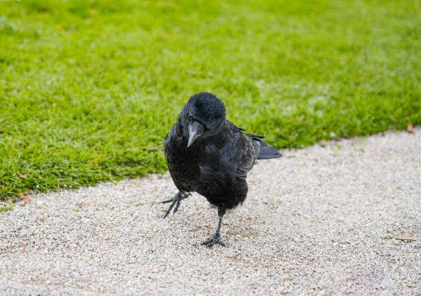 A crow is perched on lush green grass in a vibrant park during daylight. Nearby, colorful flowers are in full bloom, adding to the serene atmosphere. The scene captures a moment of natures beauty and tranquility.