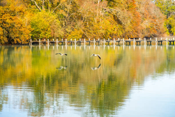 istock Idyllic autumn landscape by the lake. 1487231297