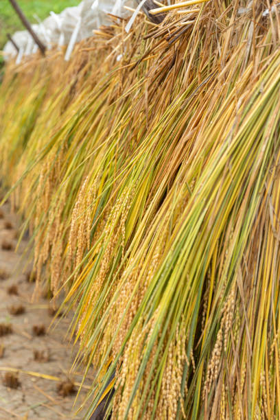 Yotsuya Senmaida Terraced Rice Fields during Harvest Season