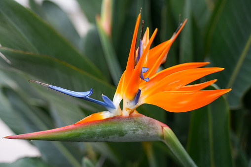 Exotic bird of paradise flower closeup. Strelitzia. Flowering perennial.