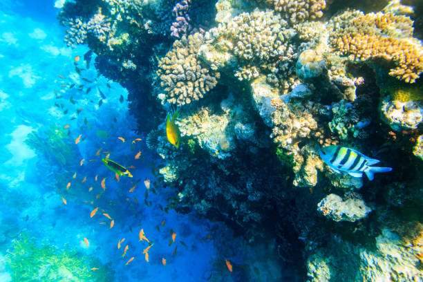 Different tropical fish at coral reef in the Red sea in Ras Mohammed national park, Sinai peninsula in Egypt stock photo