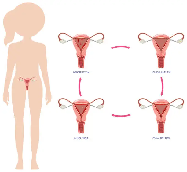 Vector illustration of Infographic of stages of the menstrual cycle