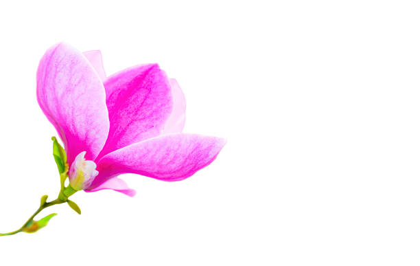Close-up of a gorgeous magnolia flower placed in the corner of the frame against a pristine white backdrop. Gardening, botany and nature related background.