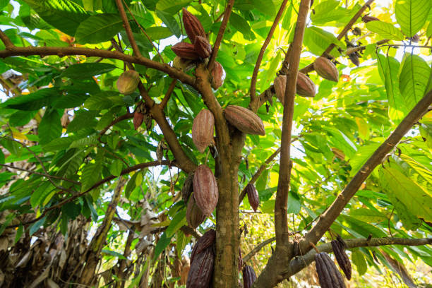 istock Cocoa pods fruit on tree in Agriculture and over sunlight. 1487233309