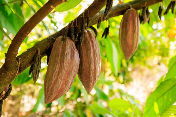 istock Cocoa pods fruit on tree in Agriculture and over sunlight. 1487233316