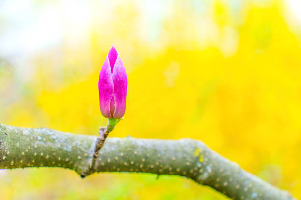 magnolia bud on a tree branch with yellow background - focus on foreground magnolia branch blooming imagens e fotografias de stock