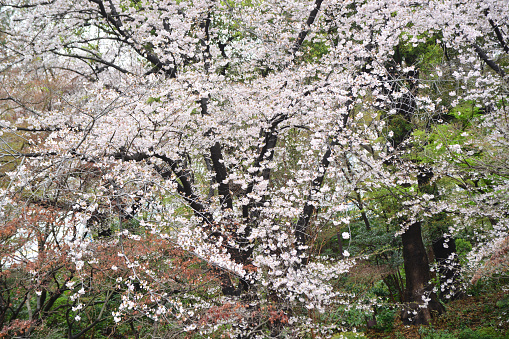 Beautiful spring flowers in the garden, cherry tree