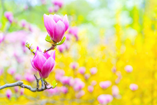 pink magnolia buds on a tree branch with copy space - focus on foreground magnolia branch blooming imagens e fotografias de stock