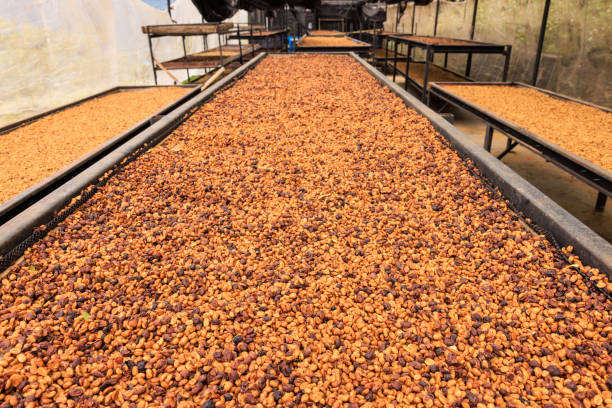 istock close up selective focus, good quality coffee beans, coffee drying honey process on shelf natural sunlight at coffee plant. factory community north of Chiang Rai Thailand 1487233407