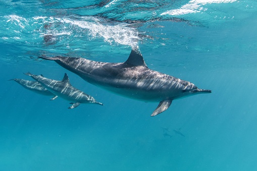 A pair of dolphins gliding gracefully through the water in perfect synchrony