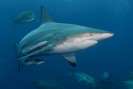 An image of a large shark and a school of small fish swimming together in the vast ocean
