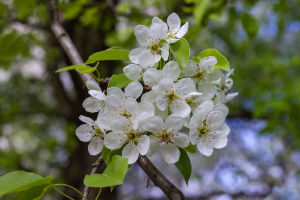 istock Branch of blooming pear tree on a blurred background 1487234416