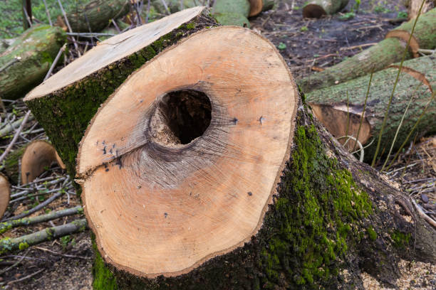 istock Double stump of ash among cut segments of ash trunks 1487234458