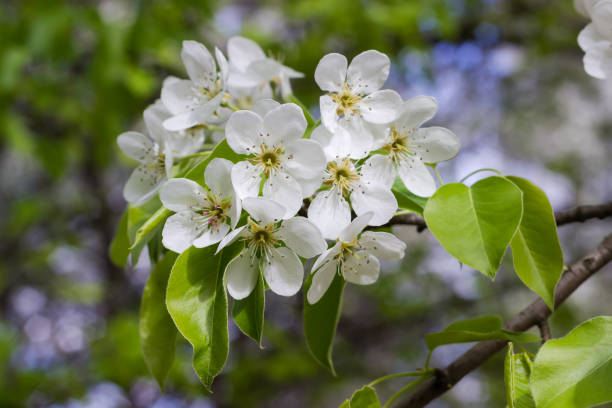 istock Branch of blooming pear tree on a blurred background 1487234768