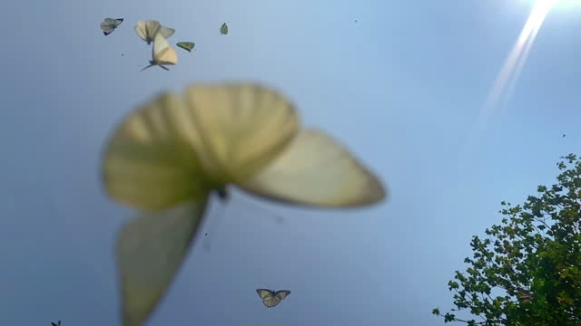 butterfly, nature, animal, background, landscape, sky,Butterfly - Insect, Freedom, Flying, Animal Migration, Animal