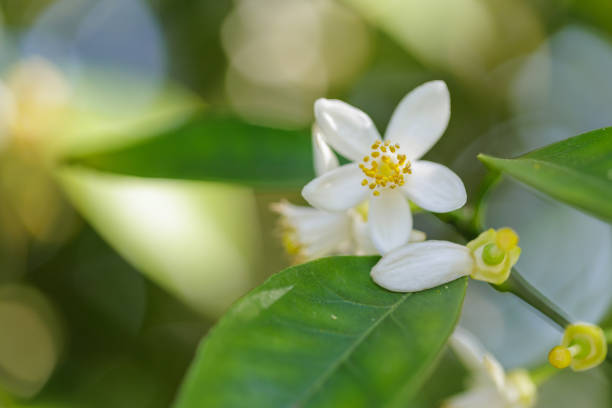 istock Citrus natsudaidai flower 1487235452