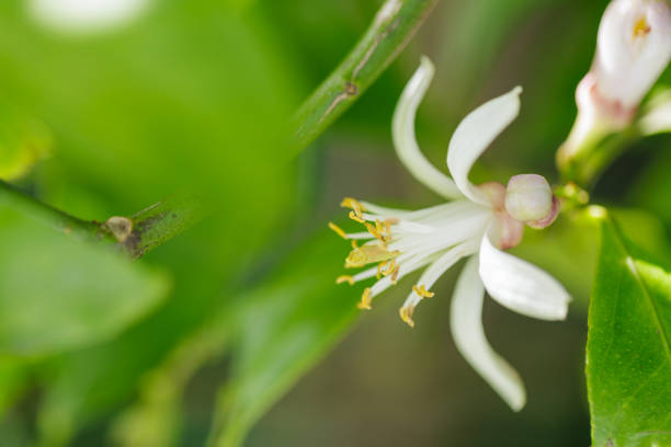 istock Citrus natsudaidai flower 1487235466
