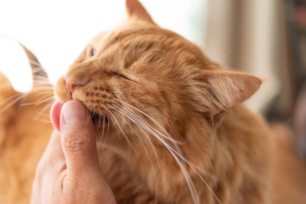 istock Cat licking fingers Brown tabby cat 1487235594