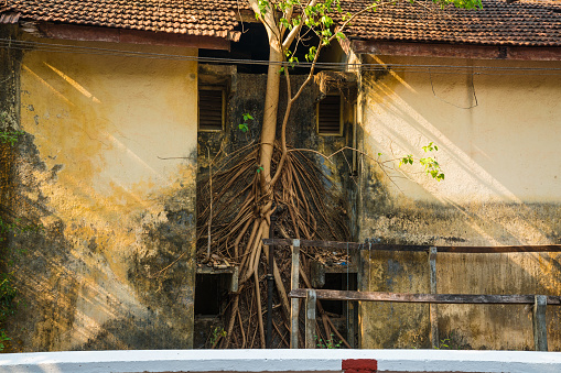 Close up of Roots of a tree growing on a wall of an abandoned house
