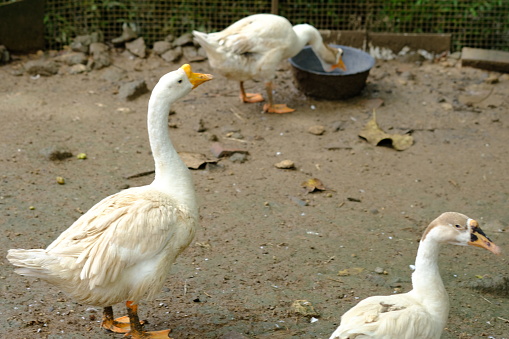 three geese in the yard. Swans are large water birds from the genus Cygnus, family Anatidae. Cygnini