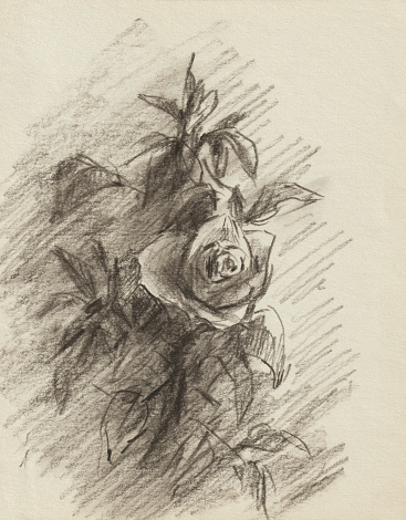 Drawing of a bush rose with charcoal. Black and white graphic sketch on paper. Quick sketch. Author's handmade. Sketch in a notebook on a beige sheet with charcoal. Creative vertical postcard design