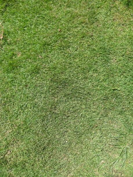 istock close up of japanese grass 1487236676